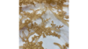 Gold Laylani Lace 85"x85" (Overlay) rental in Palm Beaches-Treasure Coast, FL