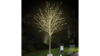 7' White Birch Light Tree rental in Southern Utah, UT