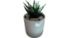 Potted Greenery rental in Southern Utah, UT