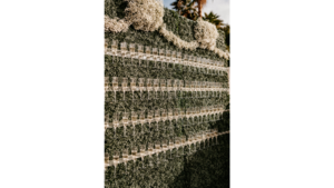 Champagne Hedge Wall rental Phoenix, AZ