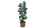 Artificial Tree rental in San Diego, CA
