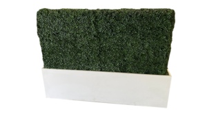 5' Boxwood Hedge With Planter Box rental Auburn, AL