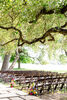 Fruitwood Folding Chair rental in Austin, TX