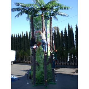 Coconut Tree Climb rental San Diego, CA
