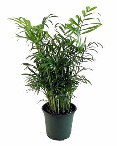 3-5 Ft. Plant rental Houston, TX