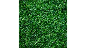 Backdrop - Hedge Wall rental Las Vegas, NV
