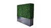 Boxwood Hedge Wall 4' X 4' rental in Las Vegas, NV