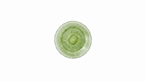 Marie Sage Salad Plate 8.25" Bundle (10) rental Austin, TX