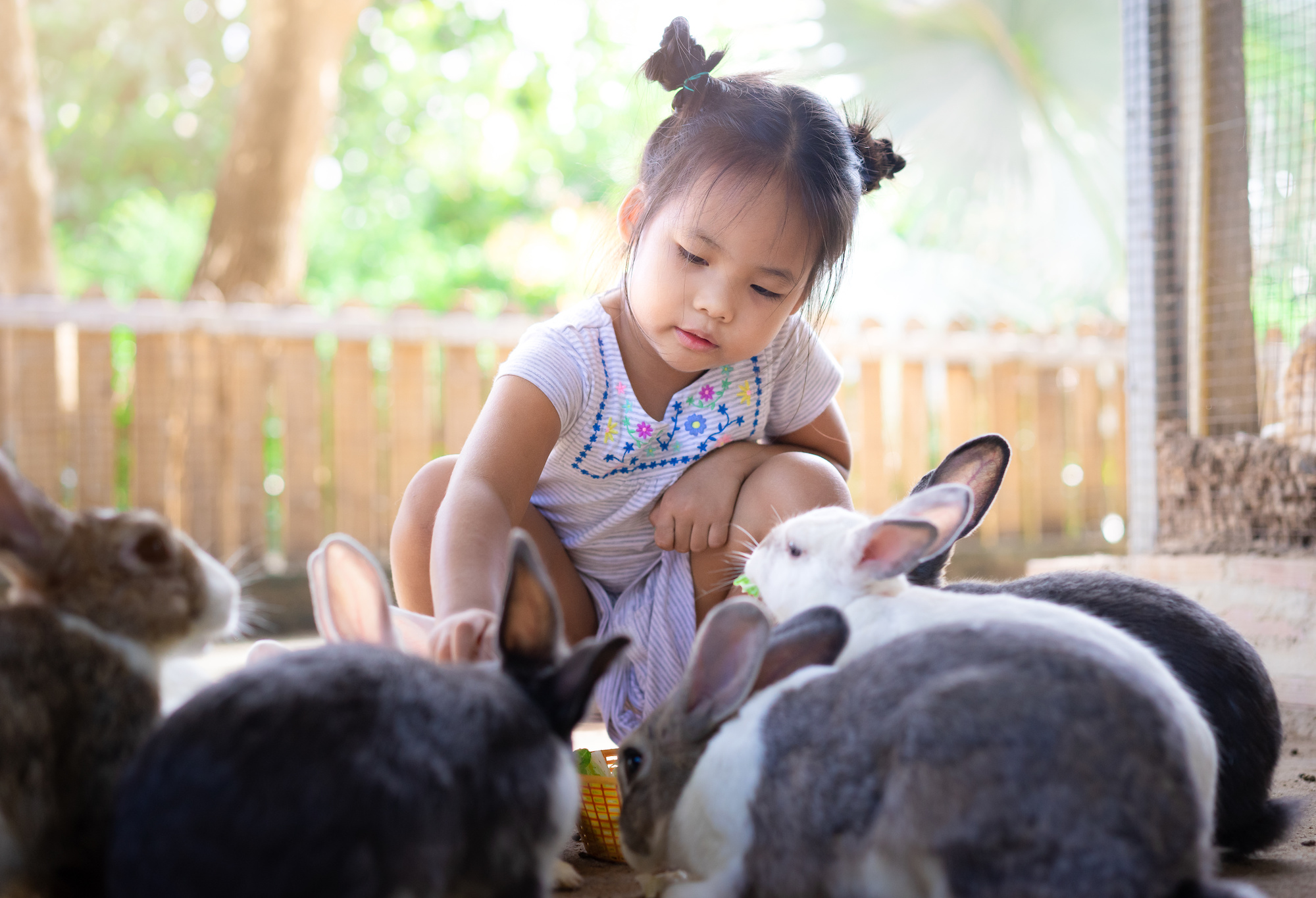 Traveling Petting Zoo Rental Near Me Rent Animals For Your Live 