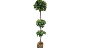Planted Tree rental Denver, CO