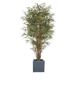 Bamboo Tree rental Chicago, IL