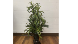 Small Decorative tree rental Denver, CO